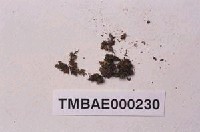 藏品(卷葉濕地苔)的圖片